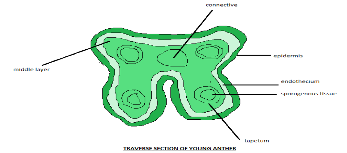 Transverse section of young anther