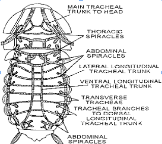 Respiratory Mechanism in Insects