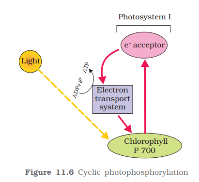 Cyclic and Non-Cyclic Photophosphorylation