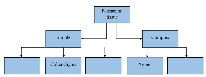 Types of Permanent Tissues