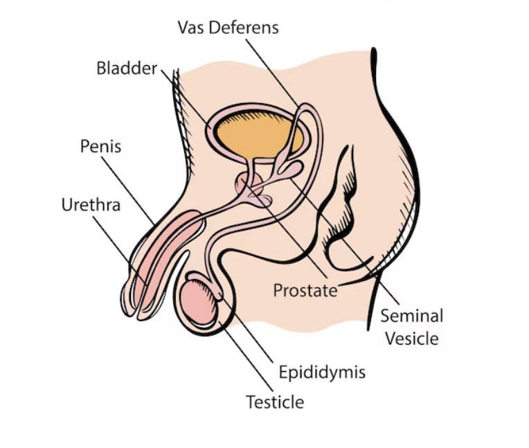 Male Reproductive System