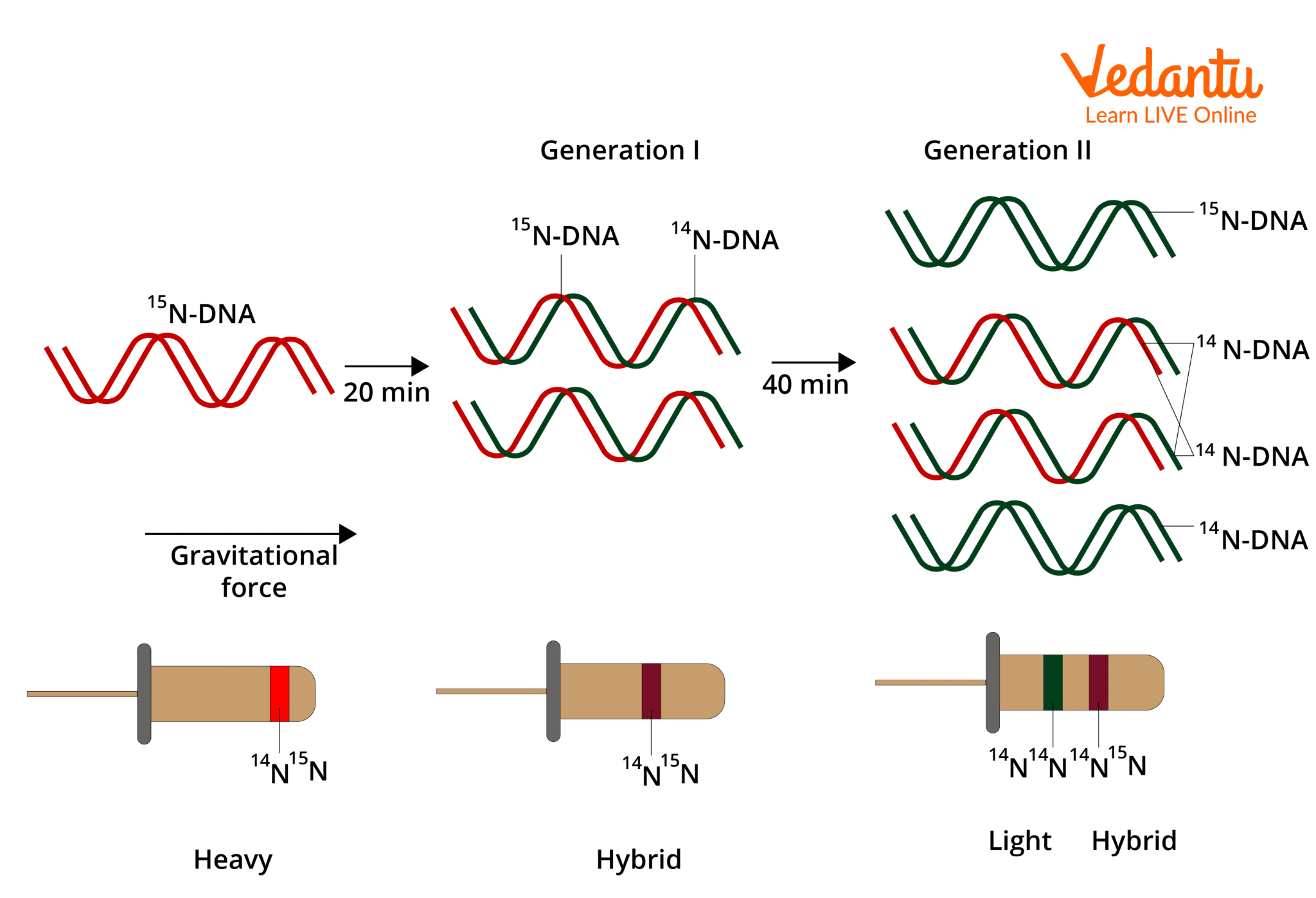 DNA replication experiment - diagram