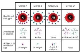 ABO Grouped System