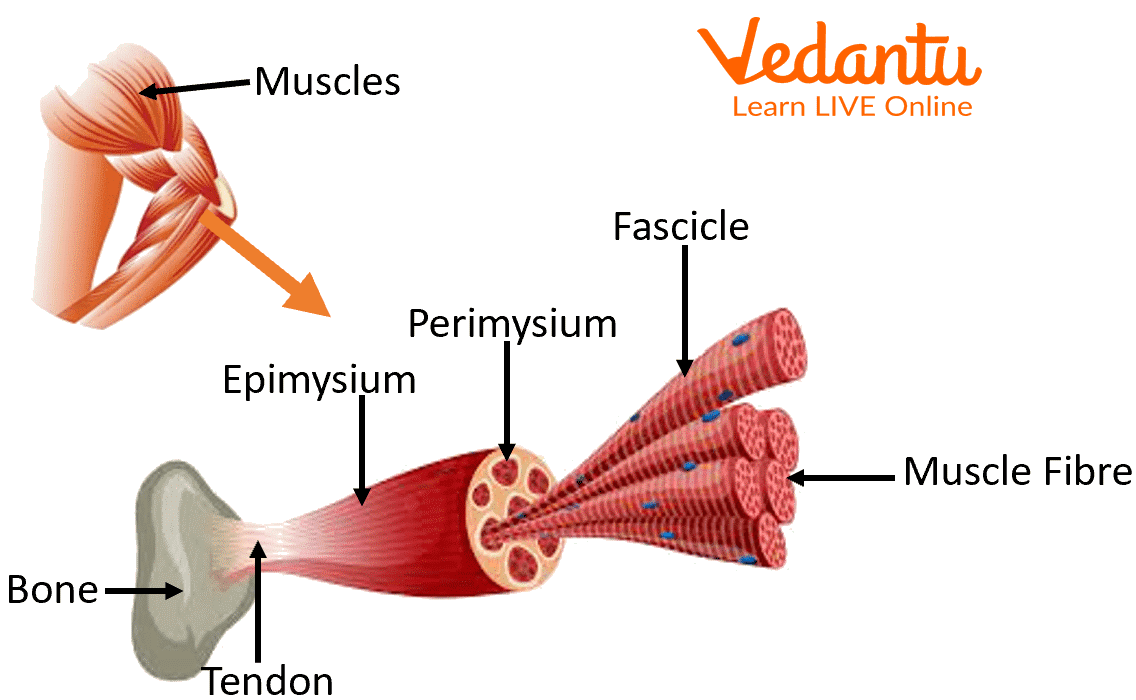 Structure of Muscular tissue