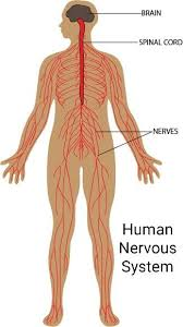 Human Nervous System