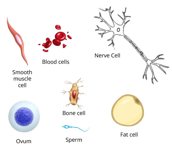 Cell Types