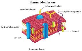 Plasma membrane