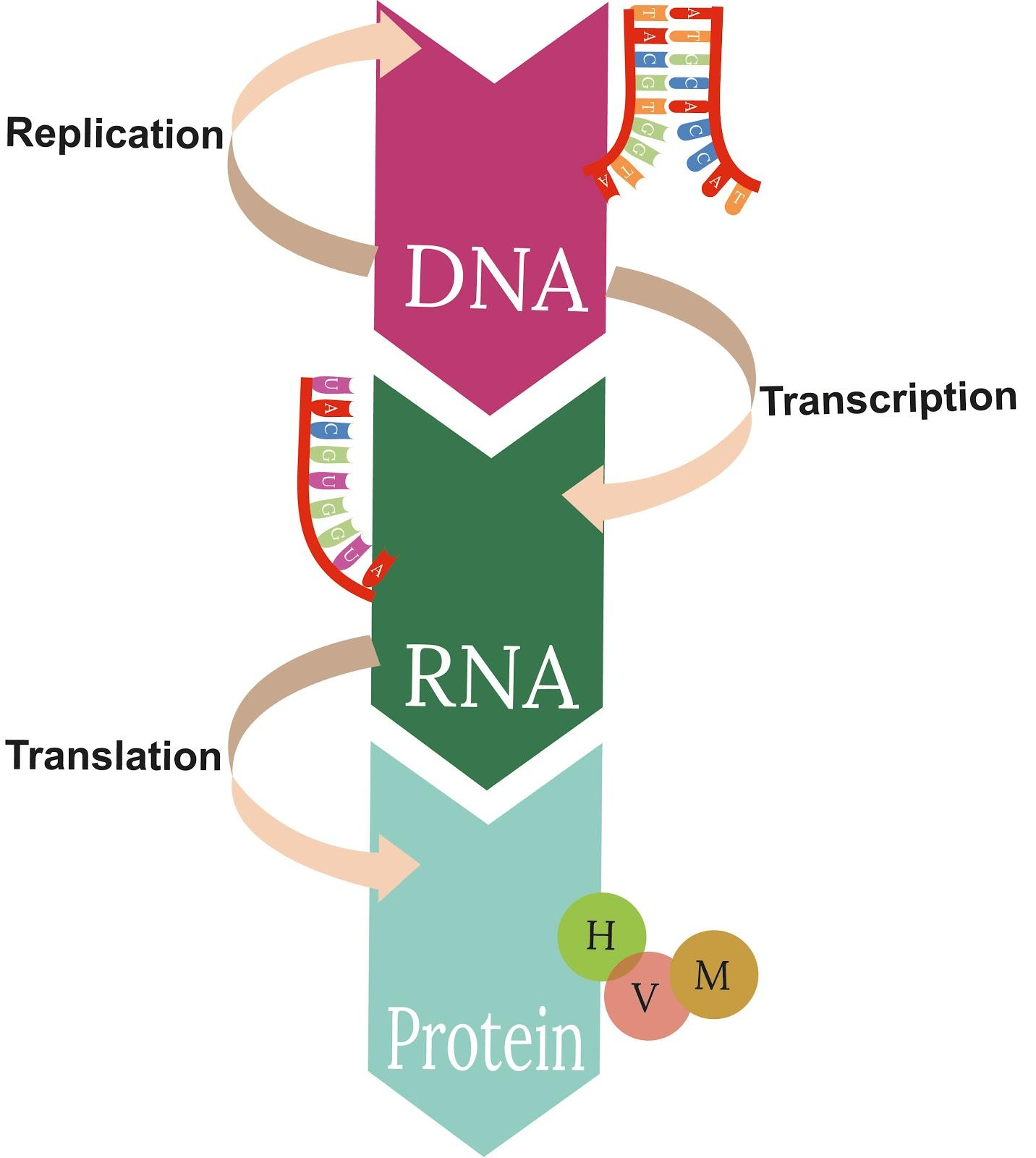 The Central Dogma