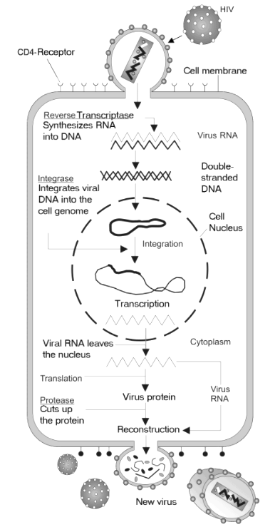 Transmission Cycle of HIV