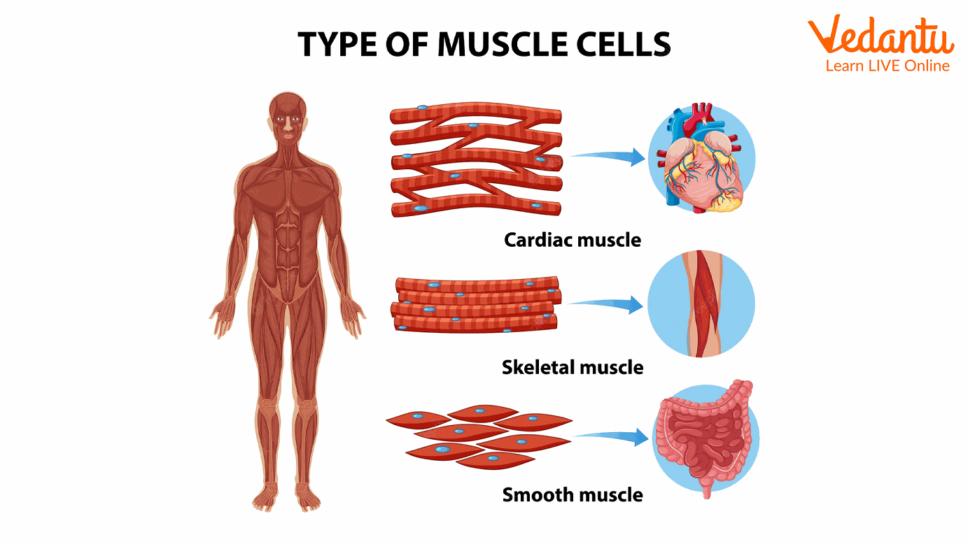 Types of Muscle Cells