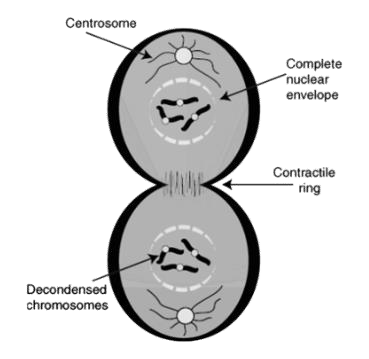 Cytokinesis