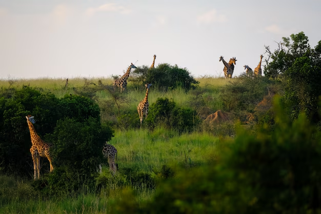 Wildlife Sanctuary in India