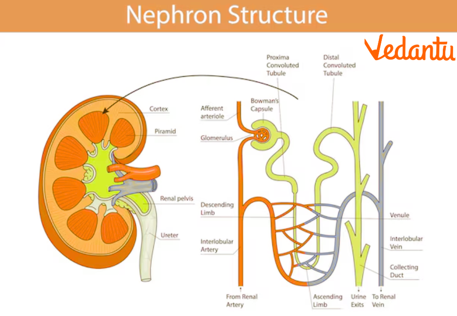 Nephron structure