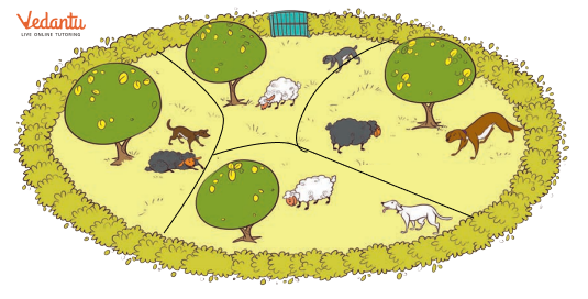 Solution for A Sheperd has 4 sheep and 4 dogs