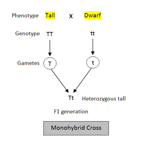 monohybrid cross