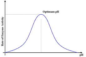 Graph That Displays The Effect of pH On Enzyme Activity