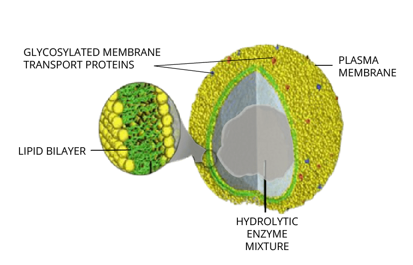 Lysosomes