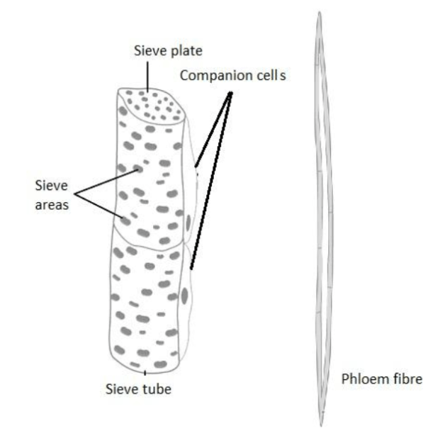 Complex tissue– Phloem