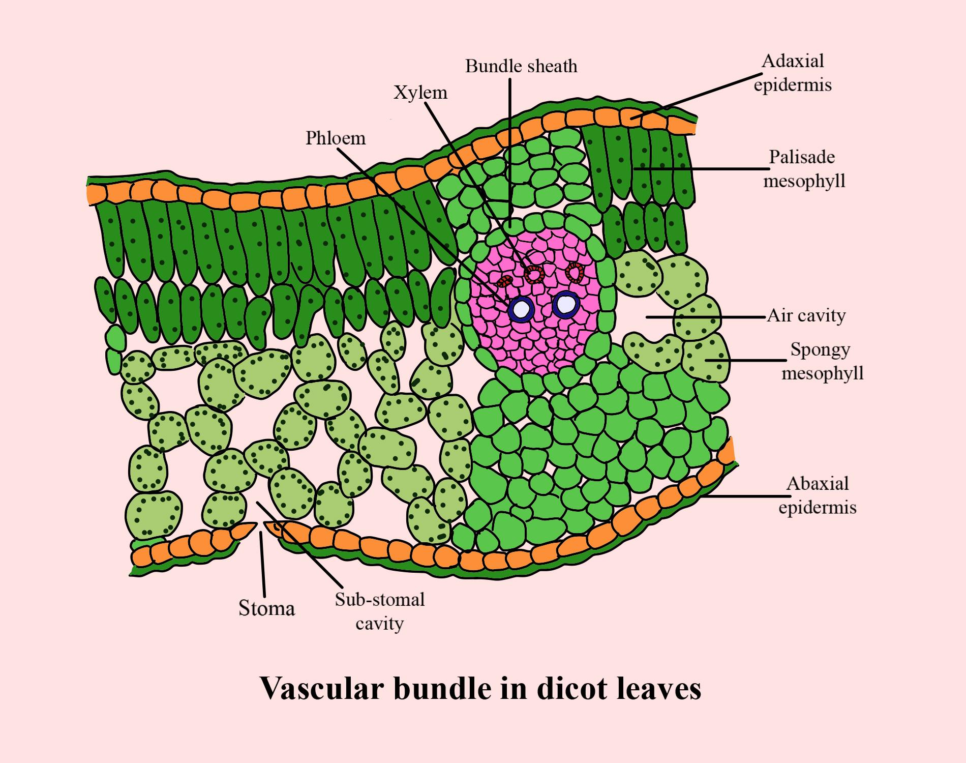 Dicot leaf