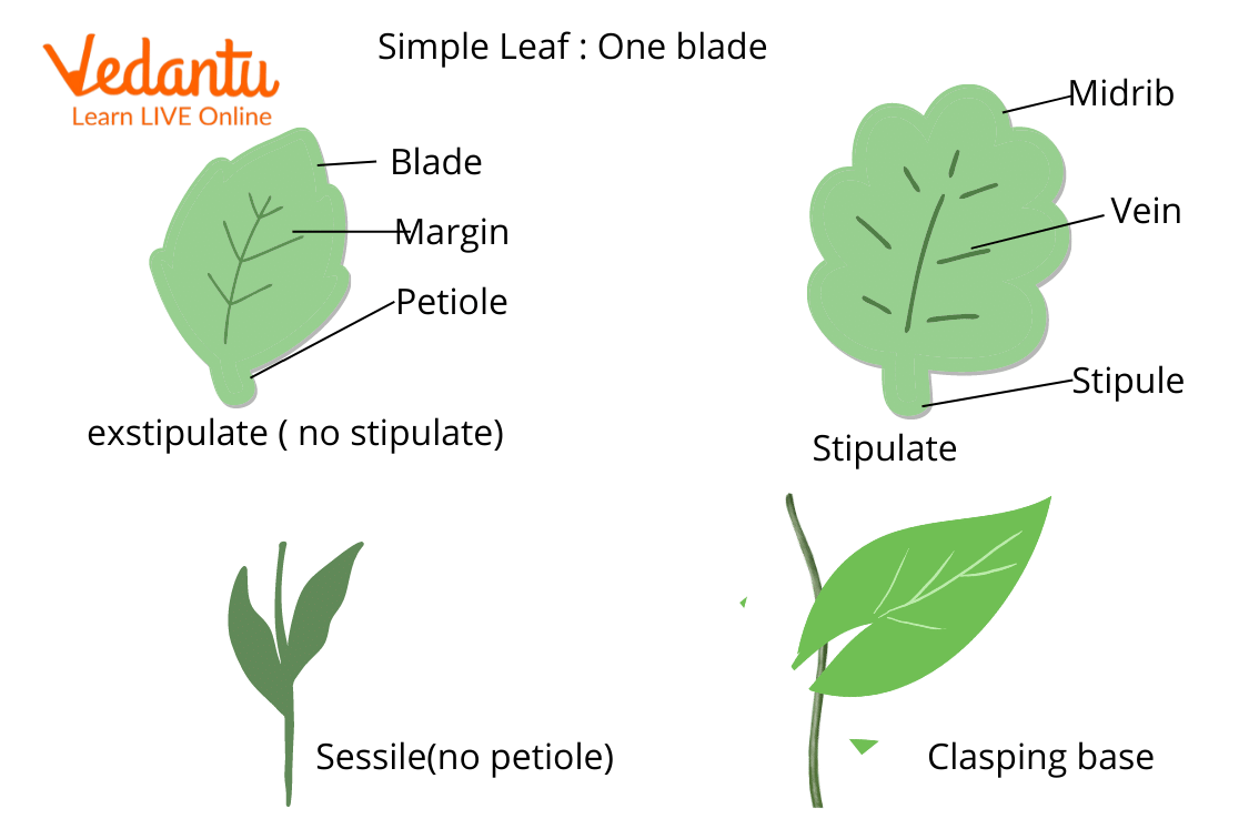 structure of leaf diagram - simple