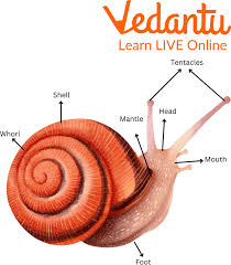 Mollusca