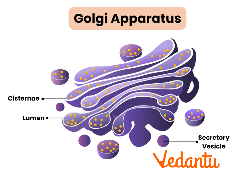 Golgi Apparatus