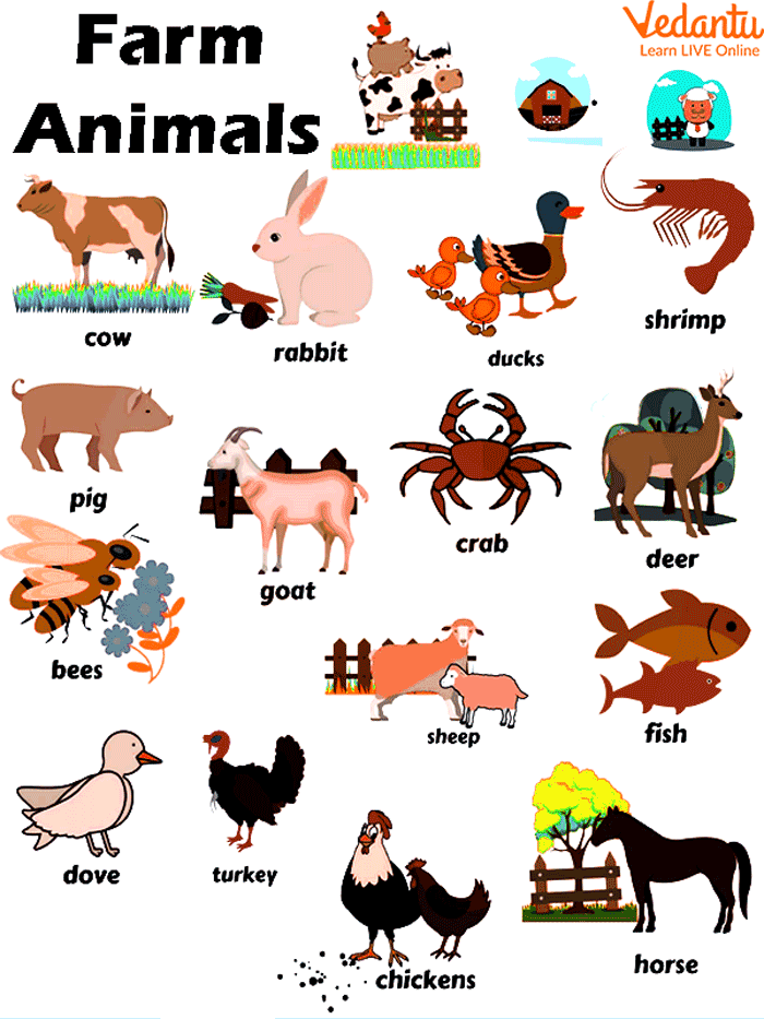 animals photos with names