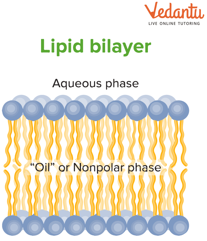 Fun Facts About Lipids Learn Definition, Facts & Uses