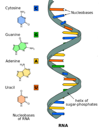 RNA