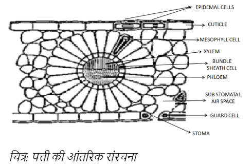 Internal structure of the leaf