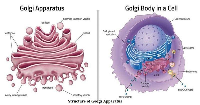 Golgi apparatus structure