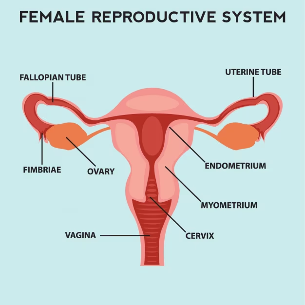 Female Reproductive System