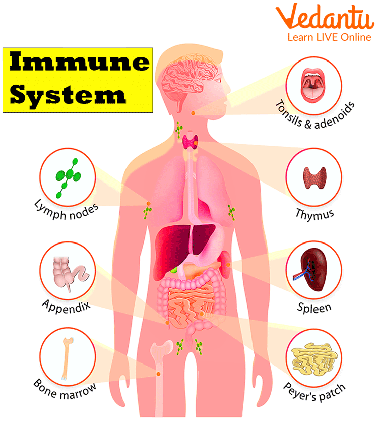 Immune System