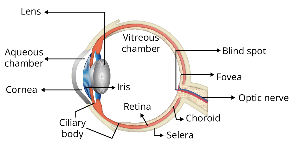 Human Eye Diagram