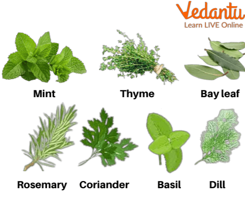 Image of Herbs plants