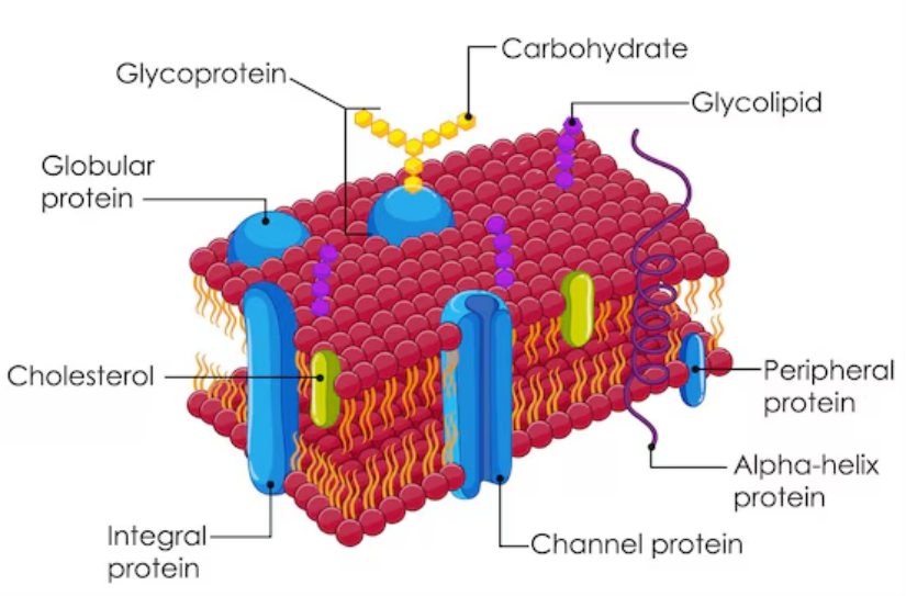 Cell Membrane