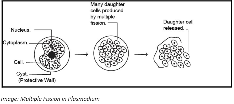 Multiple Fission in Plasmodium