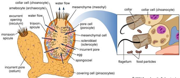 mesenchyme