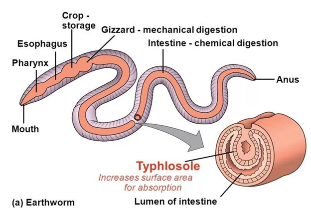 Typhlosole