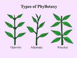 Different types of phyllotaxy