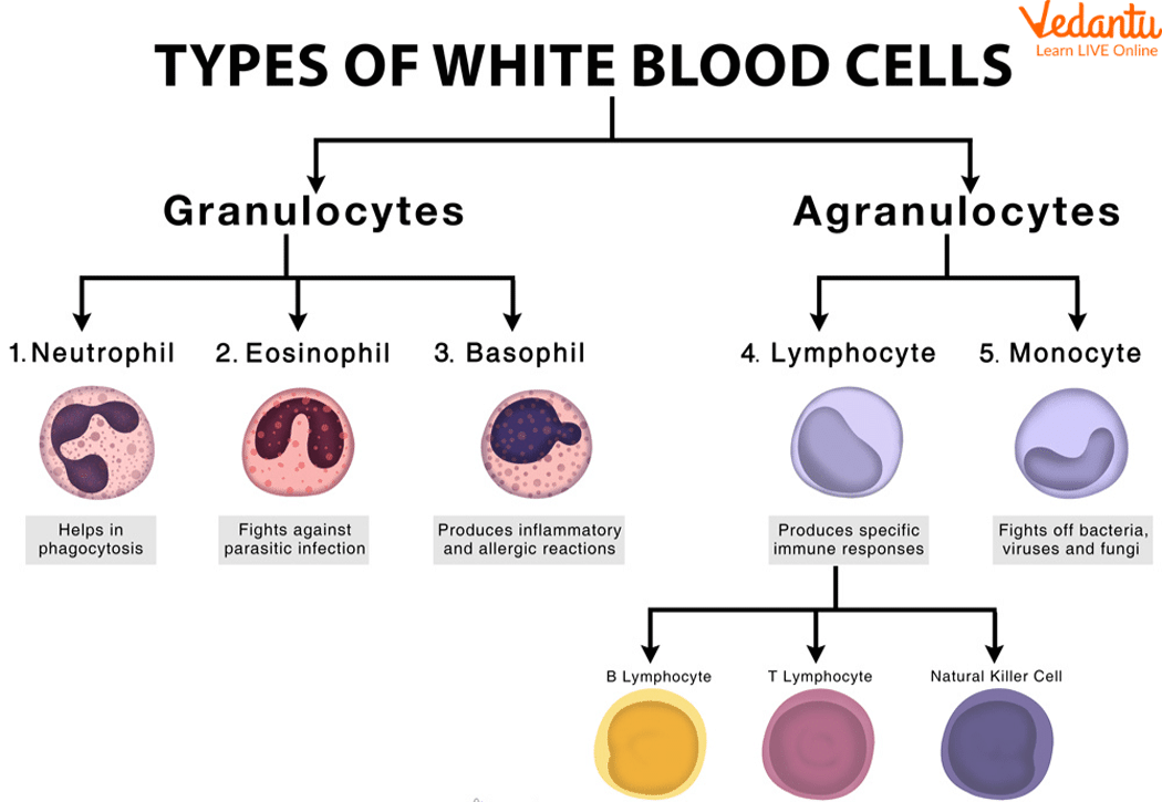 Types of White Blood Cells