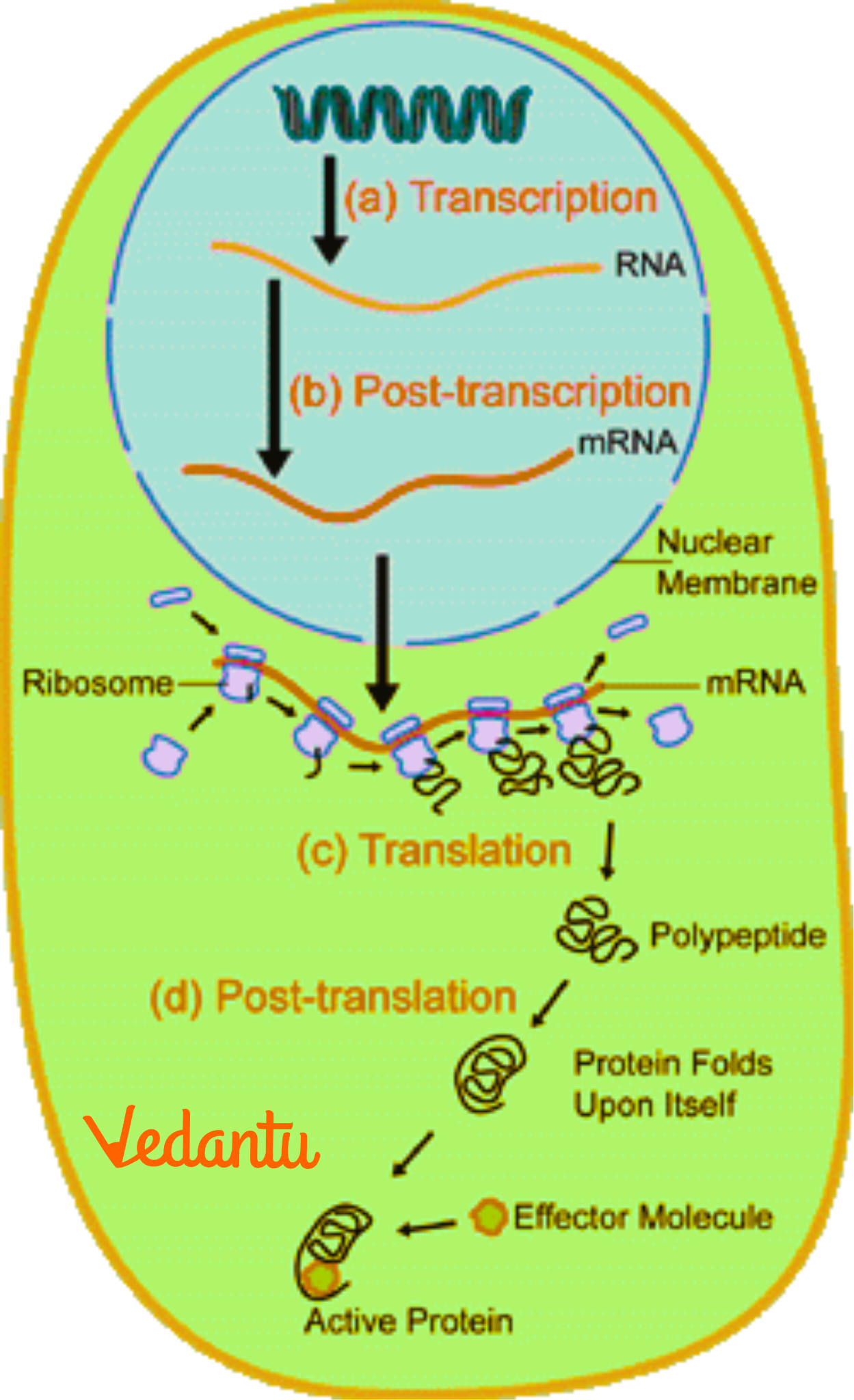 Termination of Polypeptide Chain