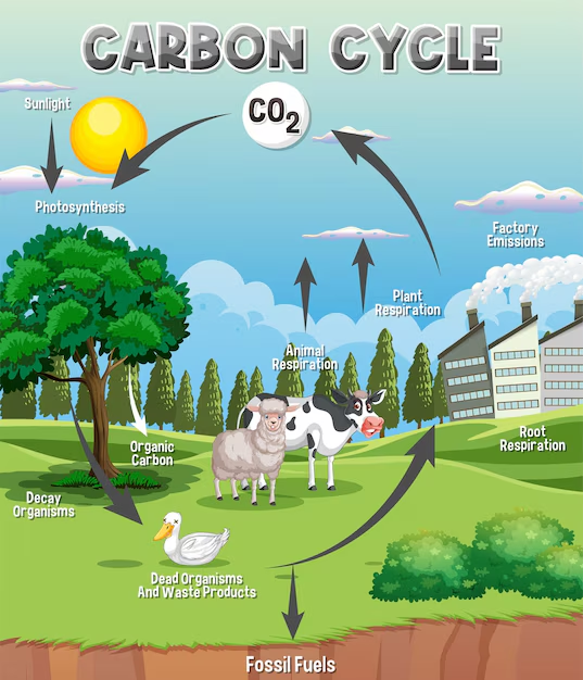 carbon cycle diagram