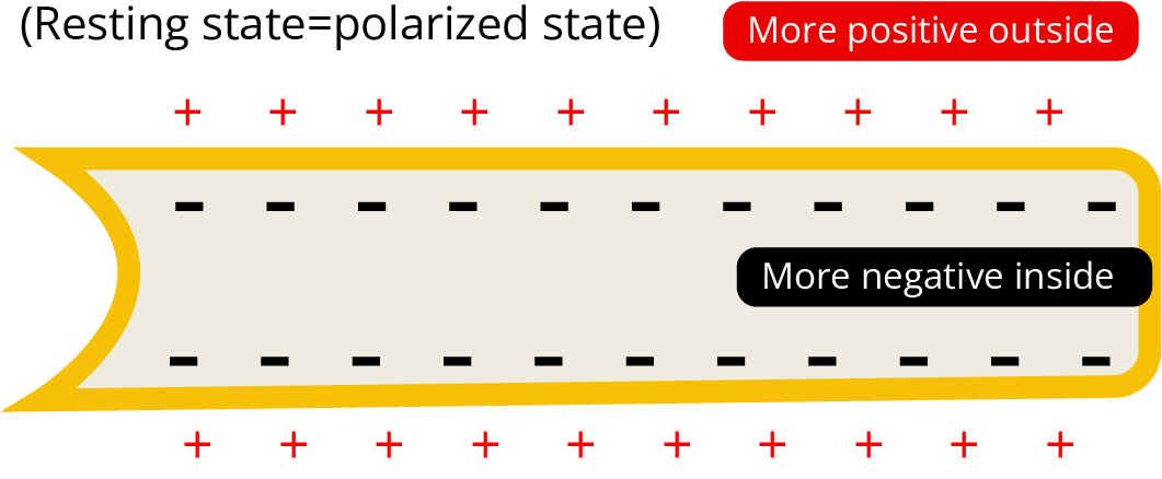 Resting state = Polarized State