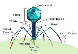 Structure of Virus