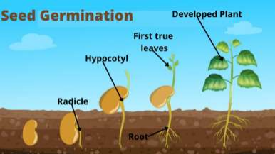 A sprout is a germinated seed with a growing stem and roots. It is eaten because it is very nutritious.