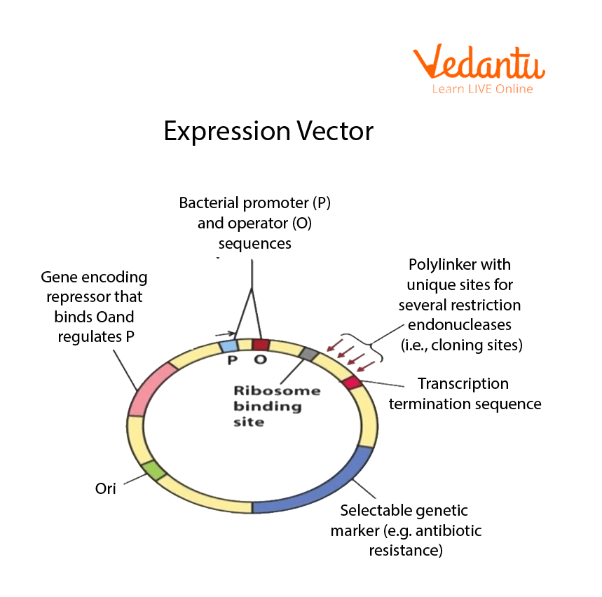 plasmid vector ori
