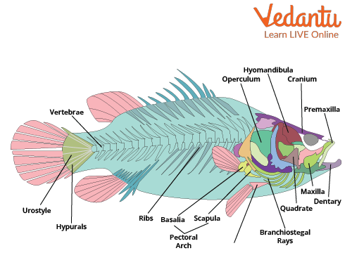 Fish Skeletal System - Structure, Types, Parts and Functions