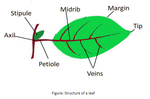 structure of leaf