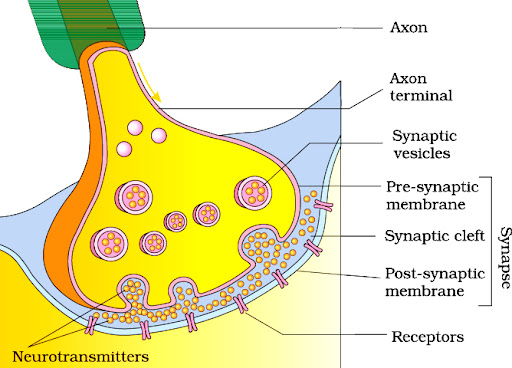 Transmission of Nerve Impulse